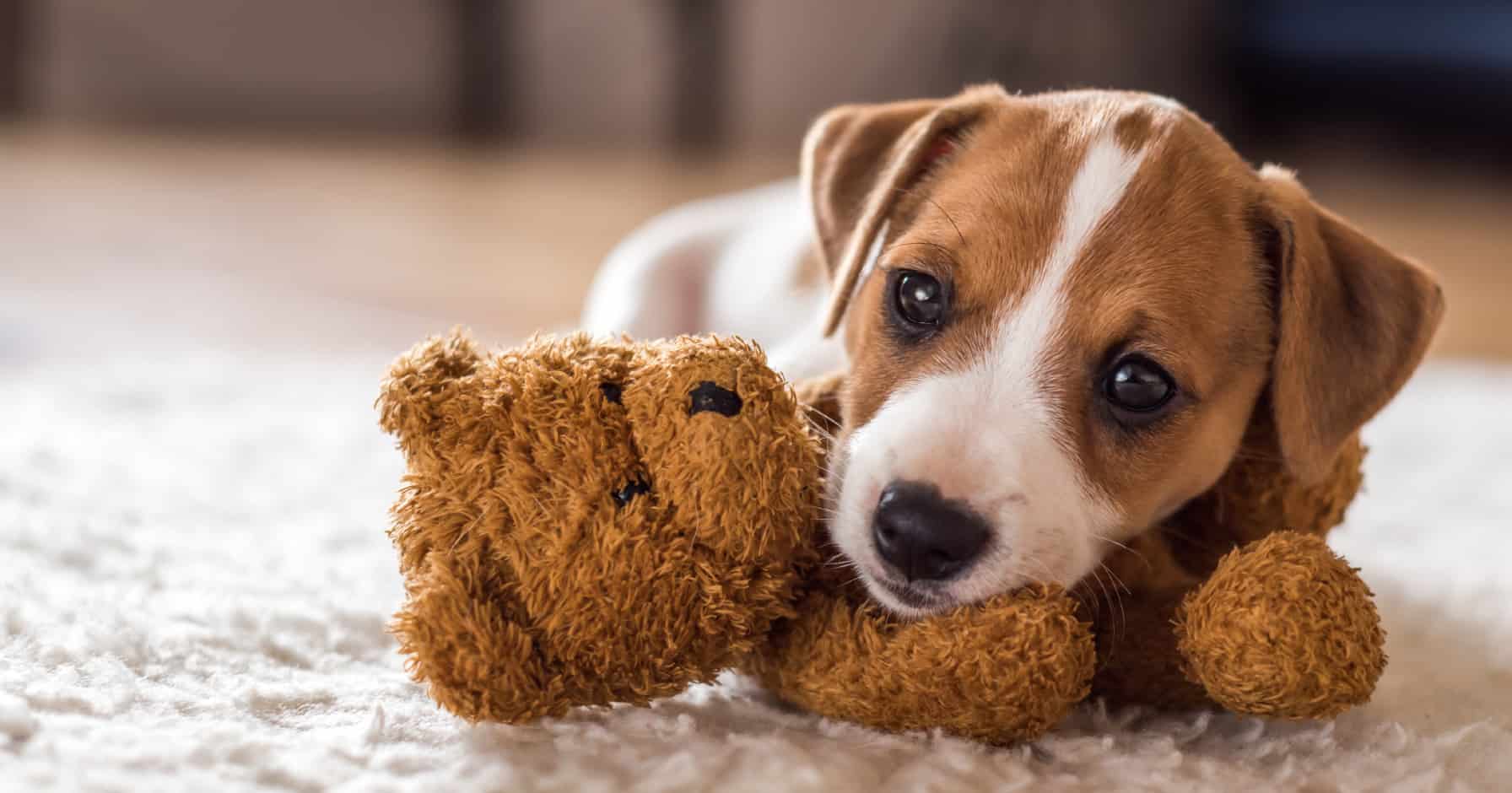 Die wichtigsten Fakten aus dem Mietrecht zur Hundehaltung