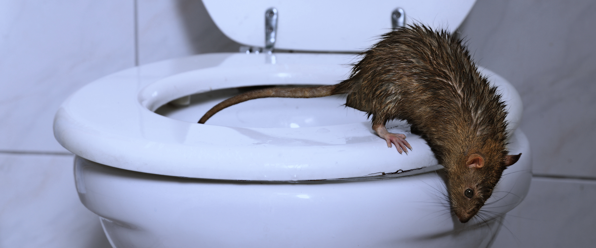 Ratten in der Wohnung: Vermieter müssen handeln 